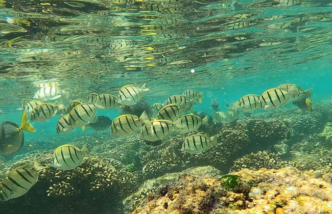 Snorkel en Los Cabos - Foto 2