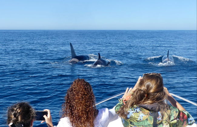 Avvistamento di delfini a Faro - Foto 6