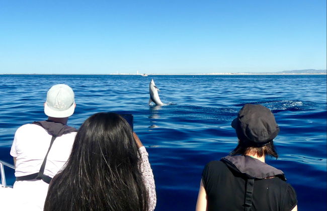 Avvistamento di delfini a Faro - Foto 2