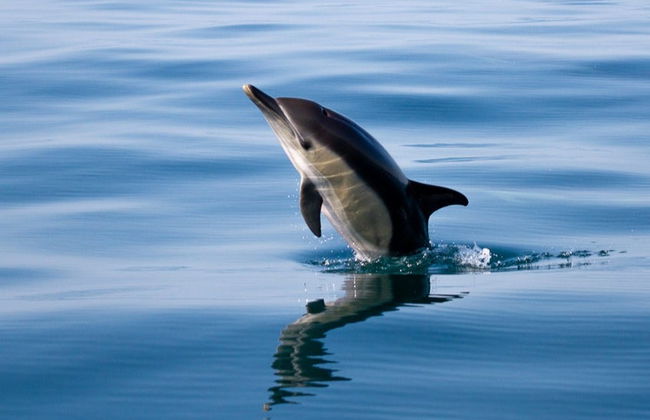 Avvistamento di delfini a Faro - Foto 7
