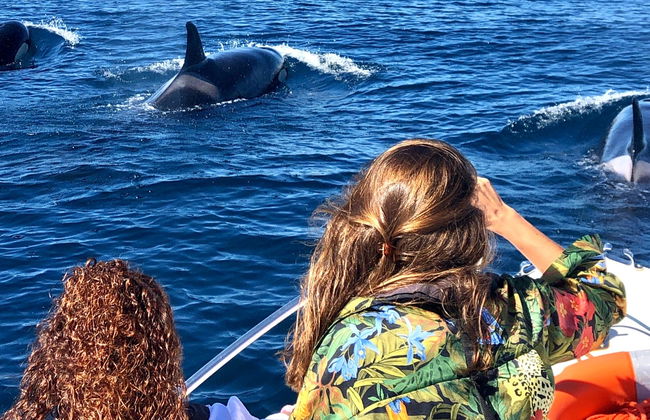 Avvistamento di delfini a Faro - Foto 11