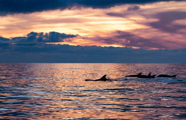 Faro Dolphin Watching Tour - Photo 10