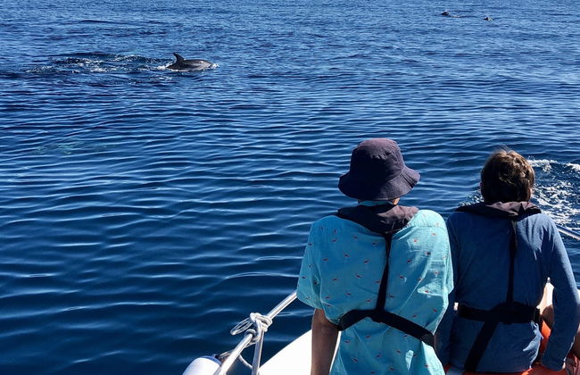 Avvistamento di delfini a Faro - Foto 3