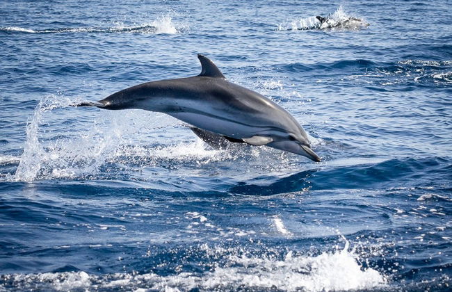 Avvistamento di delfini a Faro - Foto 4