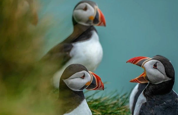 Avistamiento de frailecillos en Ingólfshöfði - Foto 6
