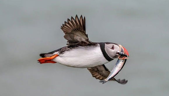 Puffins in Ingólfshöfði