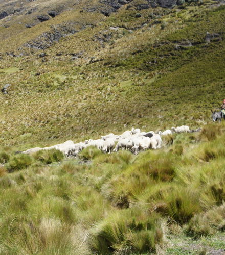 Foto de Trekking de 3 días por el Camino del Inca
