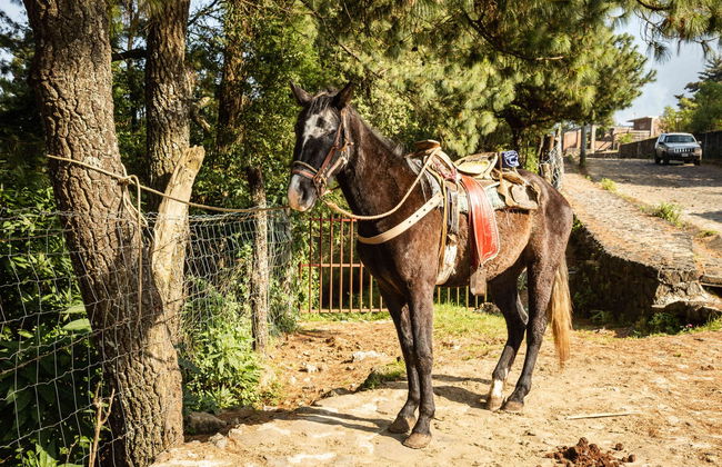 Excursión privada al volcán Paricutín y Angahuan - Foto 6