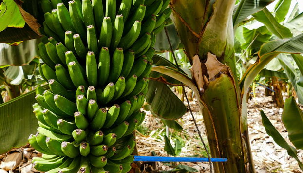 Tour pela Isla Baja - Foto 4