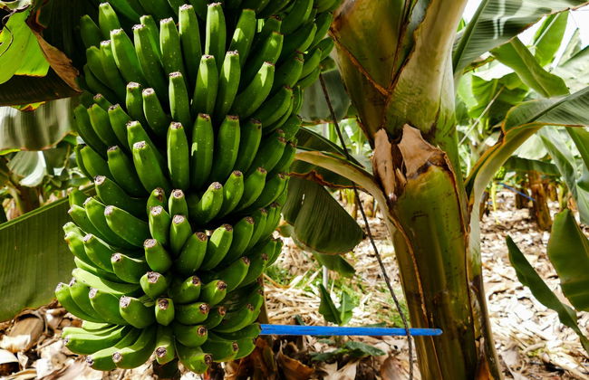 Tour pela Isla Baja - Foto 4