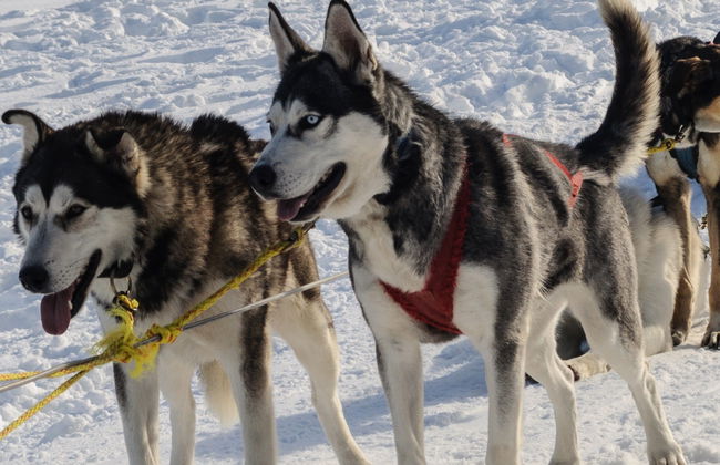 Paseo en trineo de perros husky - Foto 5