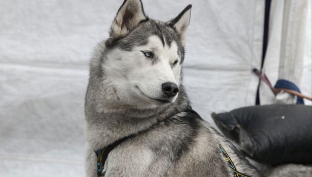 Balade en traîneau tiré par des chiens Husky - Photo 2