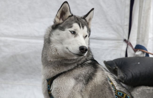 Husky Dog Sled Ride - Photo 2