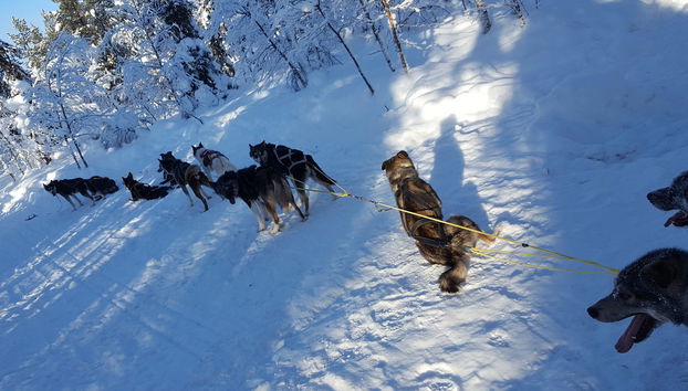 Balade en traîneau tiré par des chiens Husky - Photo 5