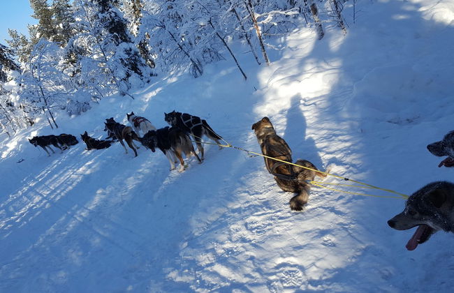 Husky Dog Sled Ride - Photo 5