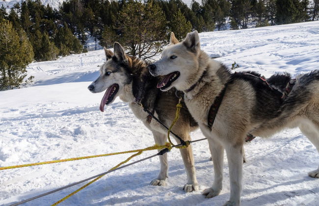 Husky Dog Sled Ride - Photo 6
