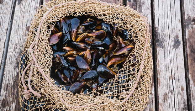 Giro in barca sulla Ría di Arousa + Degustazione di cozze - Foto 3