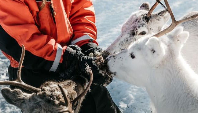 Reindeer Farm Tour - Photo 1