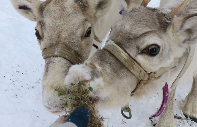 Reindeer Farm Tour - Photo 7