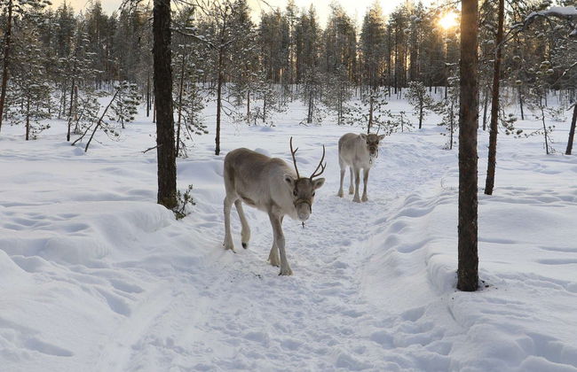 Reindeer Farm Tour - Photo 6