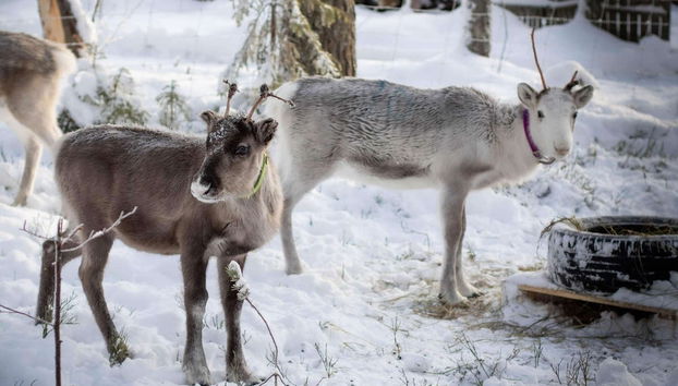 Reindeer Farm Tour - Photo 4