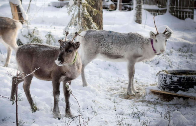 Reindeer Farm Tour - Photo 4