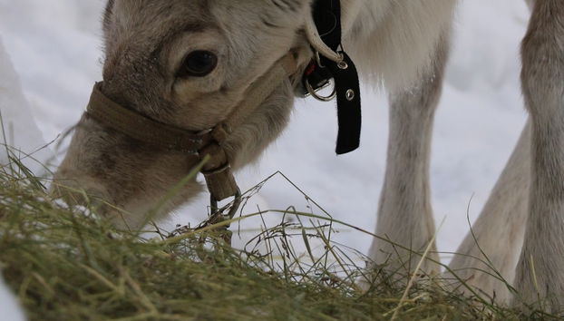 Reindeer Farm Tour - Photo 5