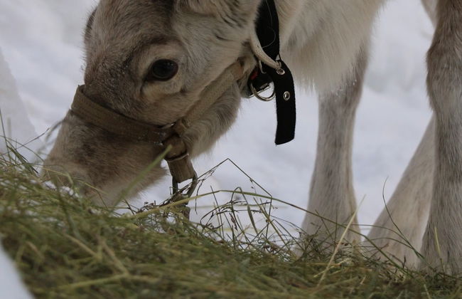 Reindeer Farm Tour - Photo 5