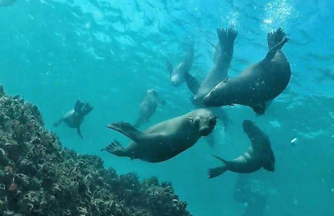 Avistamiento de leones marinos en Plettenberg Bay - Foto 3