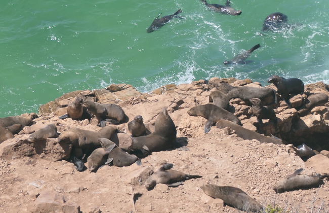 Observation d'otaries à Plettenberg Bay - Photo 6