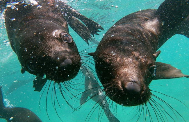 Avistamiento de leones marinos en Plettenberg Bay - Foto 2
