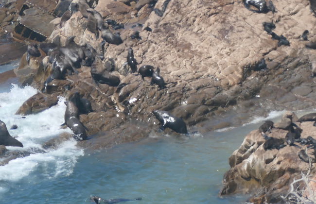 Avistamiento de leones marinos en Plettenberg Bay - Foto 6
