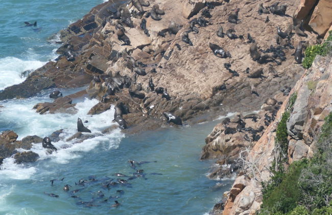 Observation d'otaries à Plettenberg Bay - Photo 7