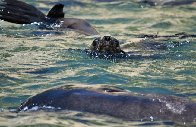 Avistamiento de leones marinos en Plettenberg Bay - Foto 5