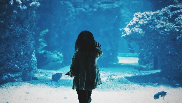 Entrada a SEA LIFE® Melbourne - Foto 5