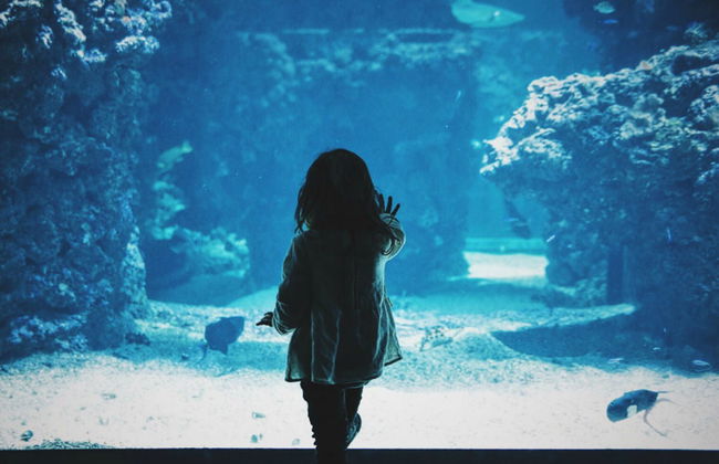 Entrada a SEA LIFE® Melbourne - Foto 5