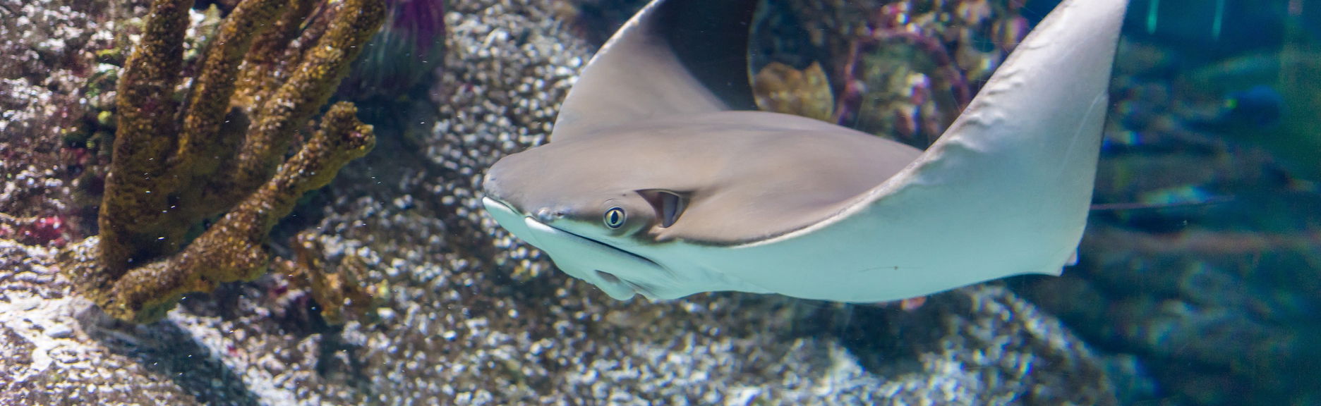 Billet pour le SEA LIFE® Melbourne - Photo 1
