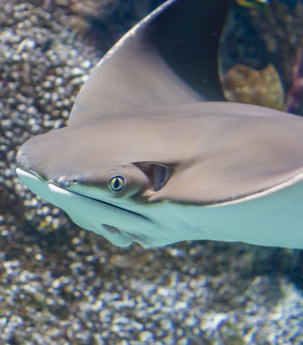 Foto de SEA LIFE® Melbourne Ticket