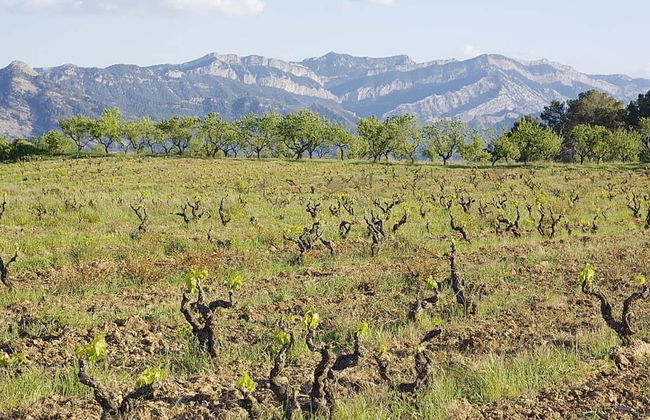 Visita à adega Celler Cal Menescal - Foto 3