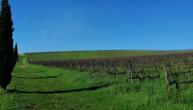 Regione vitivinicola della Bairrada