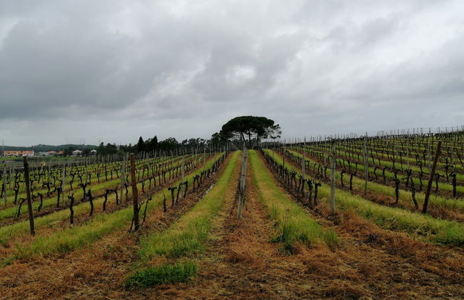 Excursión a la región de Bairrada - Foto 2