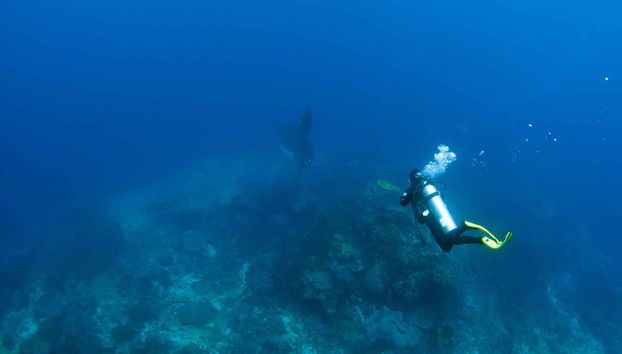 PADI Open Water Diving Course - Foto 5