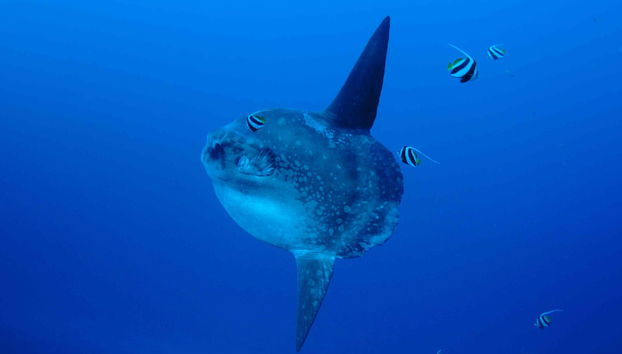 PADI Open Water Diving Course - Foto 3