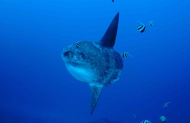 PADI Open Water Diving Course - Foto 3