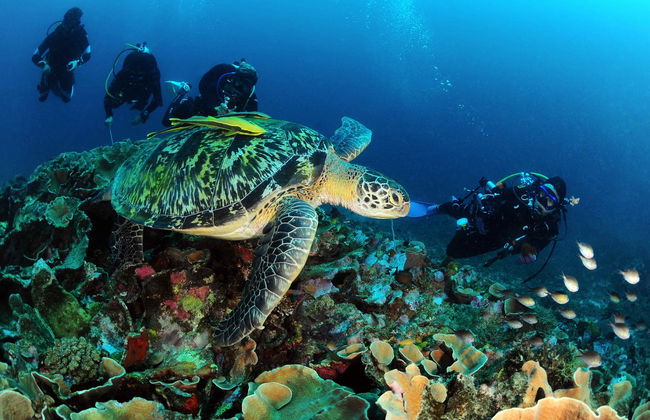 PADI Open Water Diving Course - Foto 2