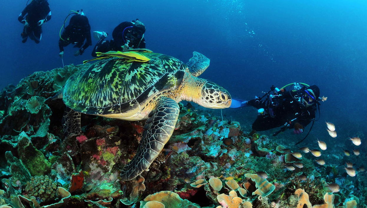 Scuba Diving in Nusa Lembongan - Foto 1