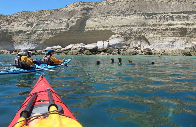 Excursion en kayak et observation des otaries - Photo 4
