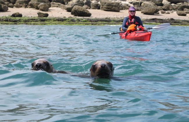 Excursion en kayak et observation des otaries - Photo 3