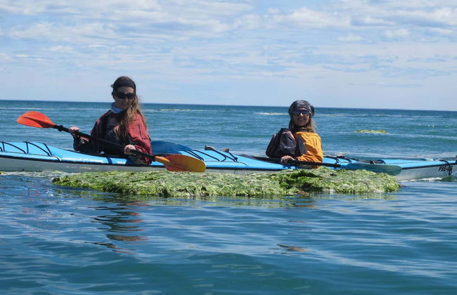 Excursion en kayak et observation des otaries - Photo 2