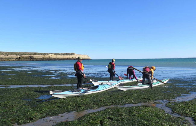 Excursion en kayak et observation des otaries - Photo 7
